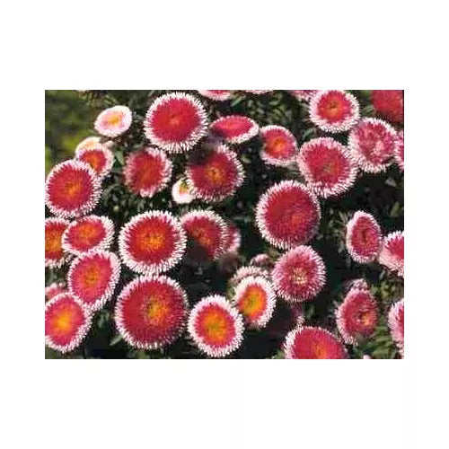 50 Hi No Maru Aster Red & White Callistephus Flower Seeds | www.seedsplantworld.com