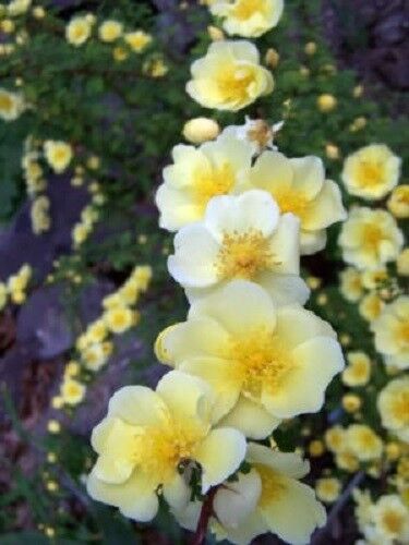 10 Golden Yellow Father Hugo Rose Rosa Hugonis Flower Seeds | www.seedsplantworld.com