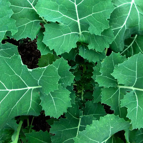 200 Premier Kale Seeds Non-GMO Vegetable Seeds | www.seedsplantworld.com