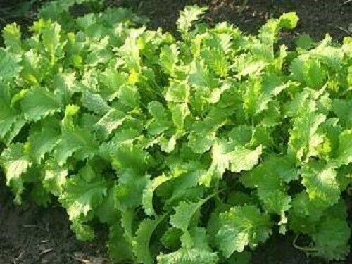 1000 Brown Mustard Brassica Juncea Vegetable Herb Seeds | www.seedsplantworld.com