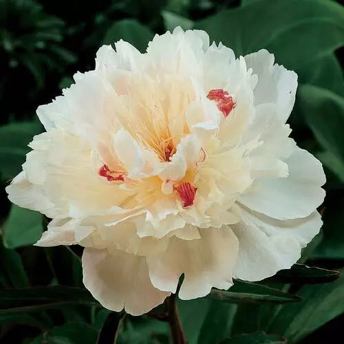 3 Festiva Maxima Double Peony Live Perennial White Flower Root Bulb Plant