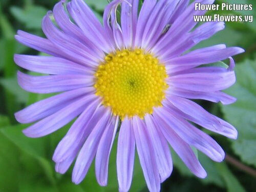 50 Blue East Indies Aster Tongolensis Flower Seeds | www.seedsplantworld.com