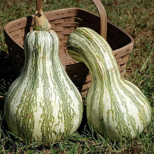 20 Cushaw Green Striped Pumpkin Seeds Non-GMO Vegetable Seeds | www.seedsplantworld.com