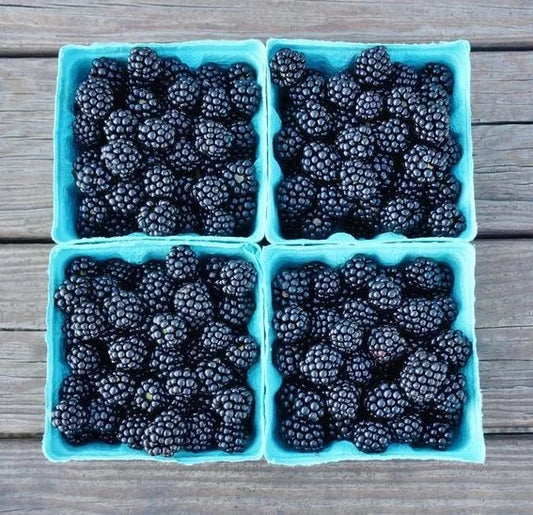 1 Triple Crown Thornless Blackberry Plant Great Tasting Large Berries (2 Year) Fruit Plants