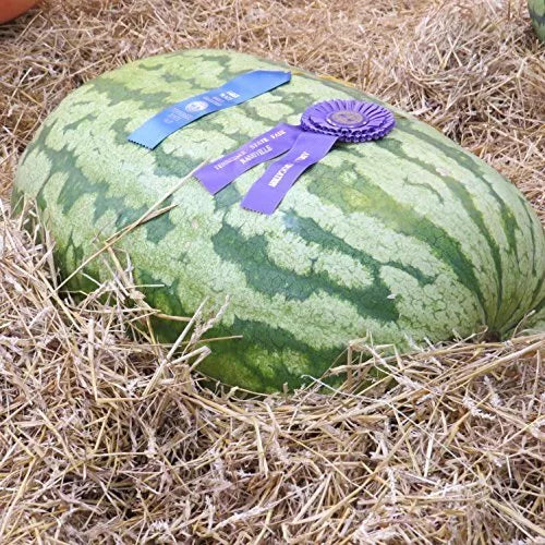 5 Carolina Cross Watermelon Seeds Non-GMO Fruit Seeds | www.seedsplantworld.com