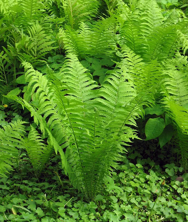 Tn Ostrich Glade Fern 20 Rhizome Root (Matteuccia Struthiopteris) Live Plant