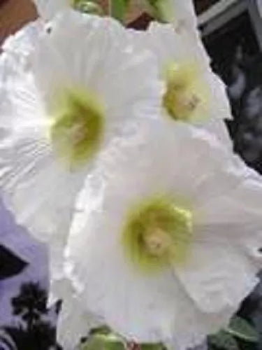 25 White Hollyhock Alcea Rosea Flower Seeds | www.seedsplantworld.com