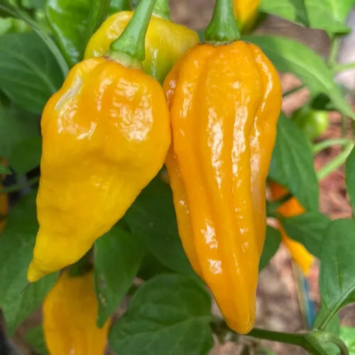 5 Fatalii Pepper Seeds Non-GMO Vegetable Seeds | www.seedsplantworld.com