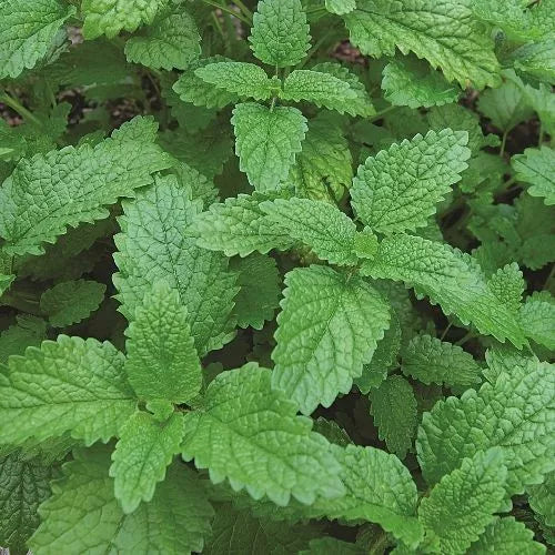 1000 Lemon Balm Seeds Heirloom Non-GMO Herb Seeds | www.seedsplantworld.com