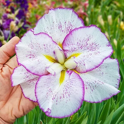 1 Japanese Iris Tiramisu Bare Root Rhizome Huge 6" Perennial Blooms Rooted Plant