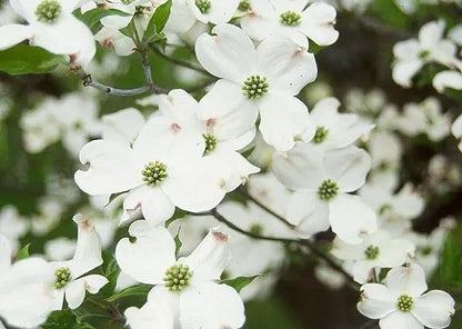 White Dogwood (Cornus-Florida) Live Plant 4" Pot