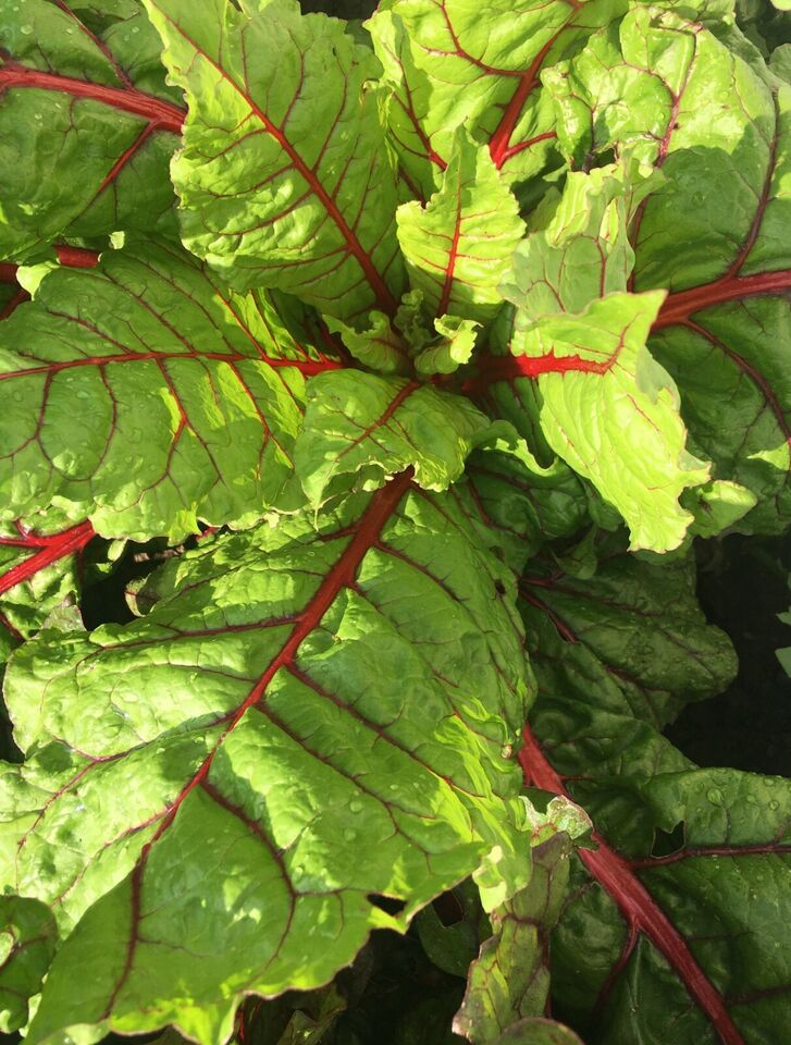 50 Organic Red Swiss Chard Vegetable Seeds | www.seedsplantworld.com