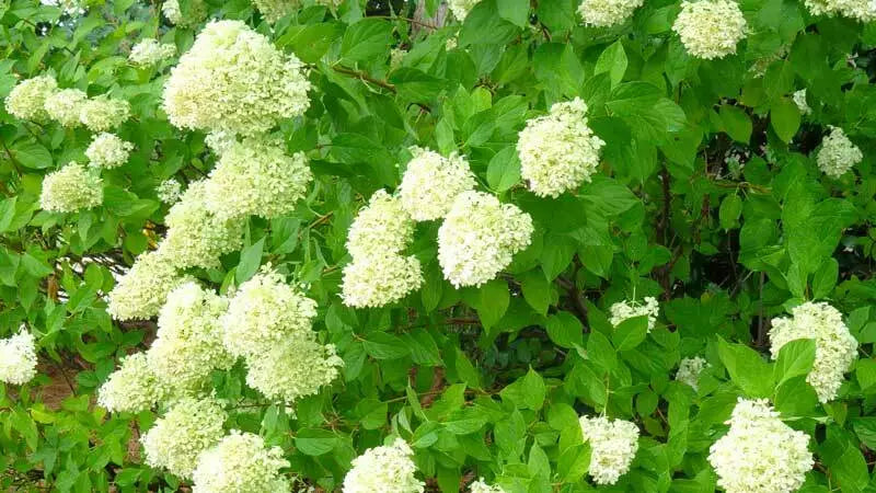 Limelight Hydrangea Shrub Live Plant  6-10" In Height In A Quart Pot