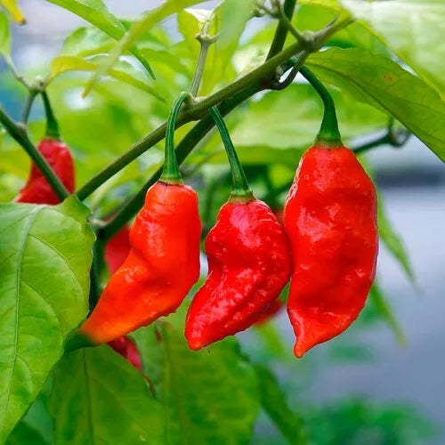 10 Ghost Pepper Seeds Bhut Jolokia Pepper Seeds Non-GMO Vegetable Seed | www.seedsplantworld.com