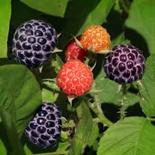 1 Tahi Black Raspberry Plant Non Gmo Fruit Plants | www.seedsplantworld.com