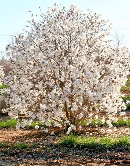 Star Magnolia- Magnolia Stellata Live Plant 18-24" In A 1 Gallon Pot