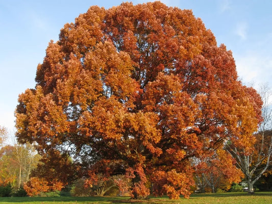 White Oak Tree  (Quercus Alba) Live Plant 12-18" In A 4" Pot