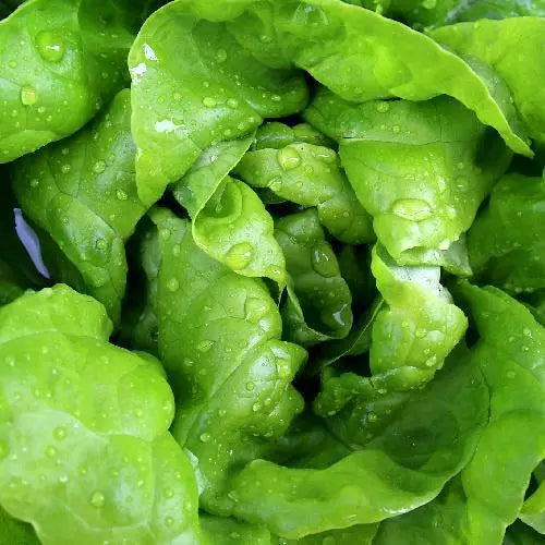 500 Bibb Lettuce Seeds Non-GMO Vegetable Seeds | www.seedsplantworld.com