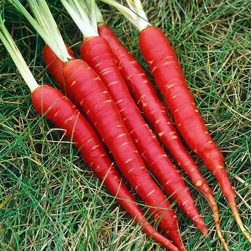 150 Atomic Red Carrot Seeds Non-GMO Vegetable Seeds | www.seedsplantworld.com