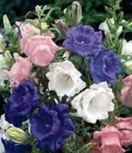 100 Canterbury Bells Crown Mix Campanula Medium Flower Seeds | www.seedsplantworld.com