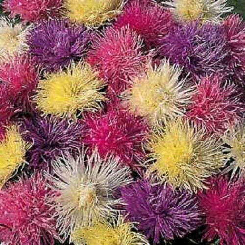 50 Mixed Ostrich Plume Aster Feather Spider Callistephus Chinensis Flower Seeds | www.seedsplantworld.com