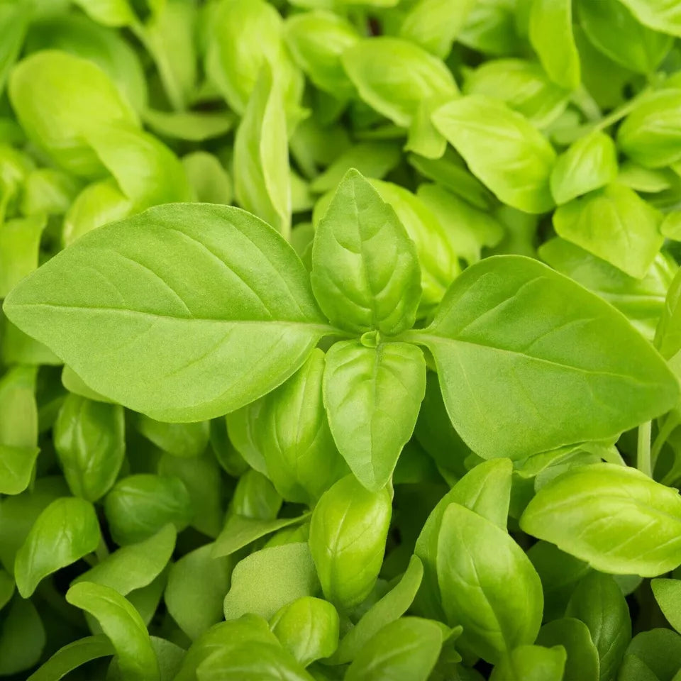 500 Lemon Basil Seeds Heirloom Non-GMO Herb Seeds | www.seedsplantworld.com