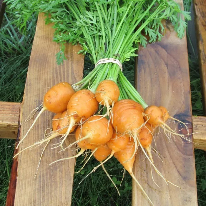 300 Parisian Carrot Seeds Non-GMO Vegetable Seeds | www.seedsplantworld.com