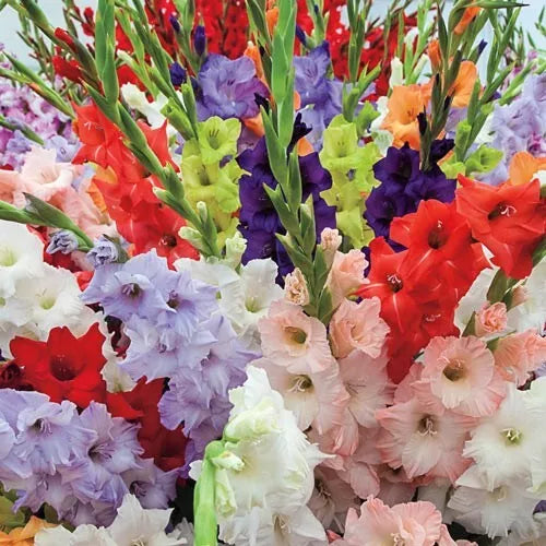 12 Hybrid Gladiolus Mixture Flower Bulbs Makes Gorgeous Arrangements Bulbs Plant
