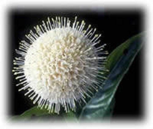 50 Buttonbush / Honeyball Shrub White Flower Seeds | www.seedsplantworld.com