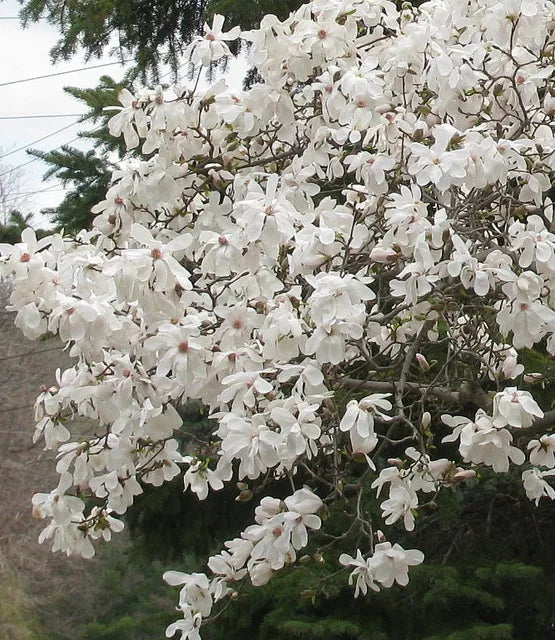 Star Magnolia- Magnolia Stellata Live Plant 18-24" In A 1 Gallon Pot