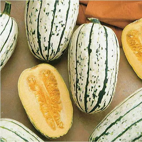 20 Delicata Squash Seeds Non-GMO Vegetable Seeds | www.seedsplantworld.com