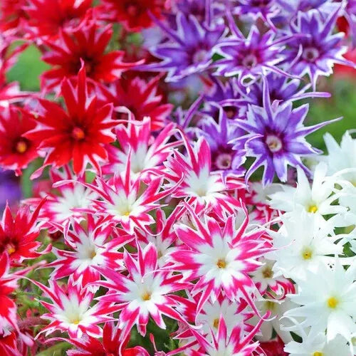 50 Twinkle Mix Phlox Seeds Flower Seeds | www.seedsplantworld.com