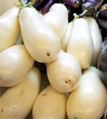 50 Casper White Eggplant Solanum Melongena Fruit / Vegetable Seeds | www.seedsplantworld.com