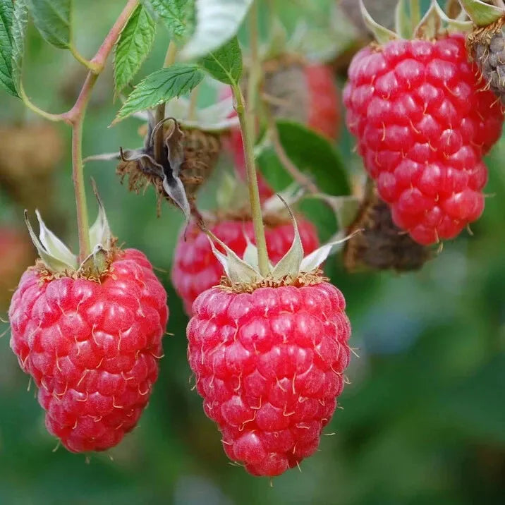 1 - 12 Heritage Raspberry Potted Plants - Ever Bearing - Dark Red Berries