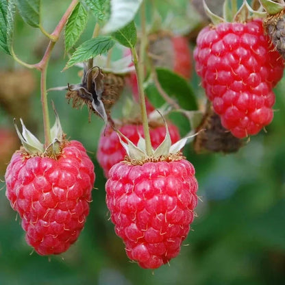 1 - 12 Heritage Raspberry Potted Plants - Ever Bearing - Dark Red Berries