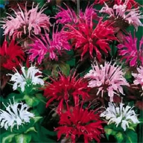 25 Bee Balm Mix Lemon Hummingbird Mint Monarda Didyma Mixed Colors Flower Seeds | www.seedsplantworld.com