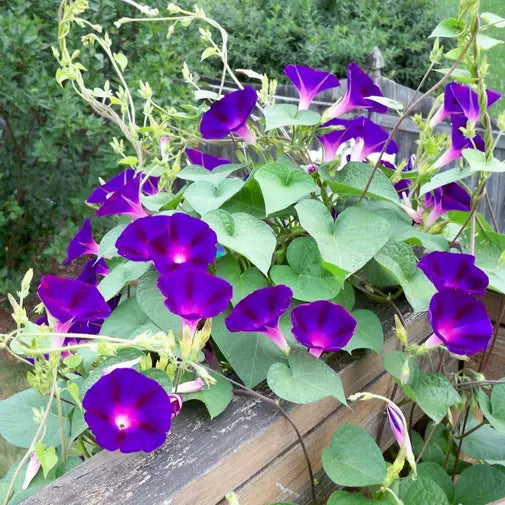 50 Grandpa Ott Morning Glory Seeds Flower Seeds | www.seedsplantworld.com