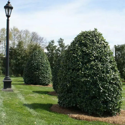 Oak Leaf Holly Live Plant 20 Feet In Height With A Spread Of At Least Eight Feet.