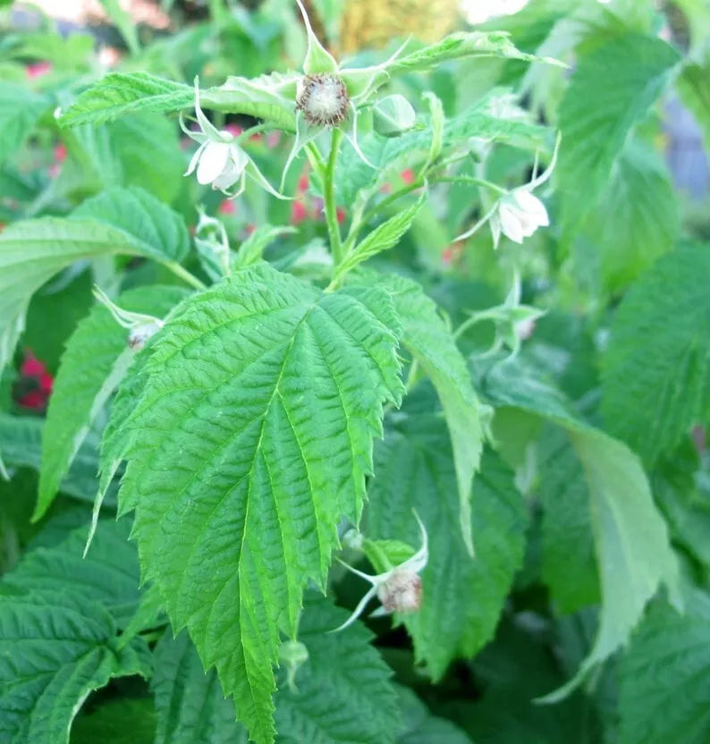 1 - 12 Heritage Raspberry Potted Plants - Ever Bearing - Dark Red Berries | www.seedsplantworld.com