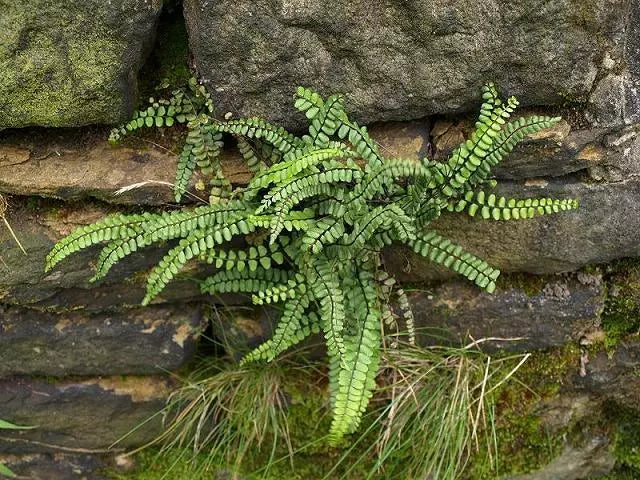 Maidenhair Spleenwort Fern 5 Rhizomes Asplenium Platyneuron Live Plant | www.seedsplantworld.com