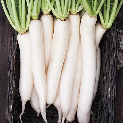 100 Miyashige Daikon White Japanese Radish Seeds Non-GMO Vegetable Seeds | www.seedsplantworld.com