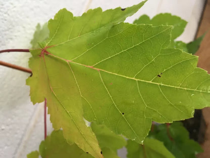 October Glory Maple Live Plant 1-2 Feet Tall In A Quart Pot | www.seedsplantworld.com