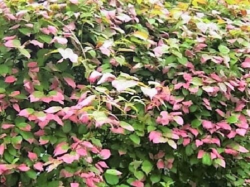 20 Variegated Arctic Beauty Kiwi Fruit Edible Actinidia Kolomikta Vine Seeds | www.seedsplantworld.com