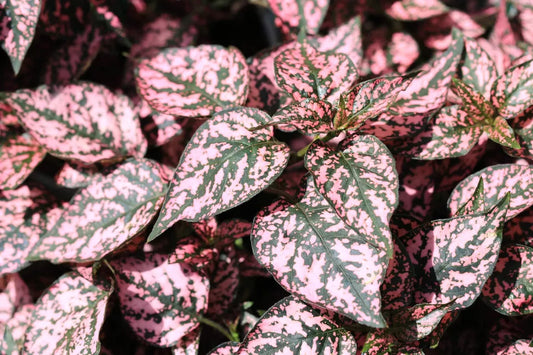 10 Dwarf Pink Polka Dot Plant Splash Select Hypoestes Phyllostachya Flower Seeds | www.seedsplantworld.com