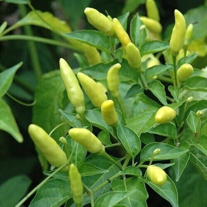 30 Tabasco Hot Pepper Vegetable Seeds | www.seedsplantworld.com