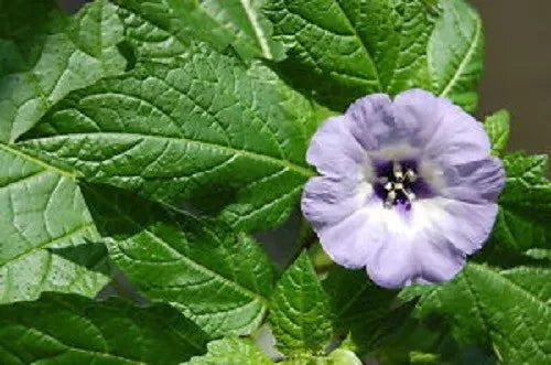 100 Apple Of Peru Shoofly Plant Nicandra Physalodes Flower Seeds | www.seedsplantworld.com