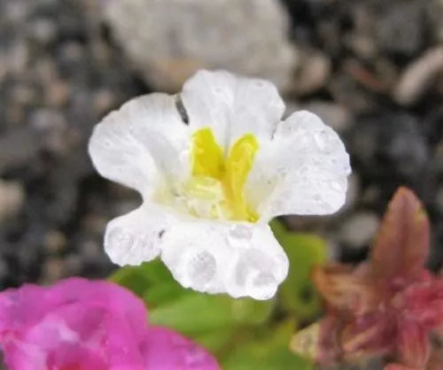 100 Twinkle White Monkey Flower Mimulus Seeds | www.seedsplantworld.com