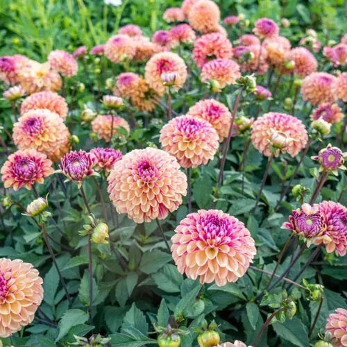 2 Palmares Ball Dahlia Bulb Tuber Clumps New Very Captivating Perennial Bulbs Plant