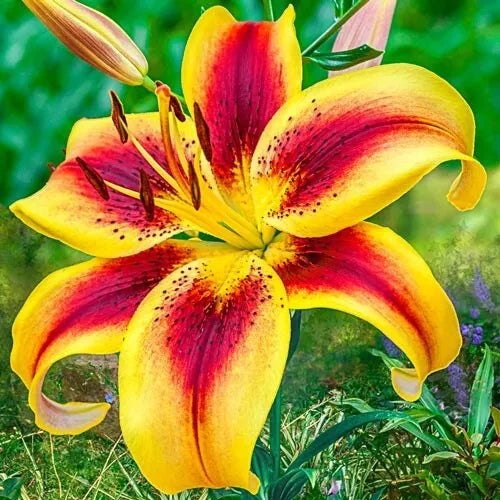 2 Viva La Vida Hybrid Lily Flower Bulbs Large 7-8" Blooms Bulbs Plant