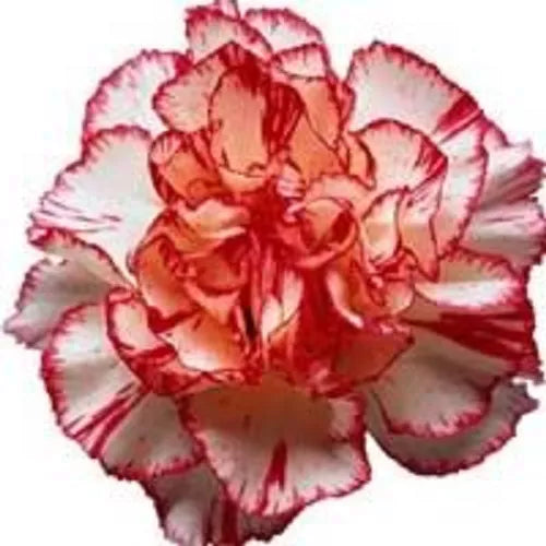 50 Avranchin Red & White Carnation Dianthus Caryophyllus Chabaud Flower Seeds | www.seedsplantworld.com